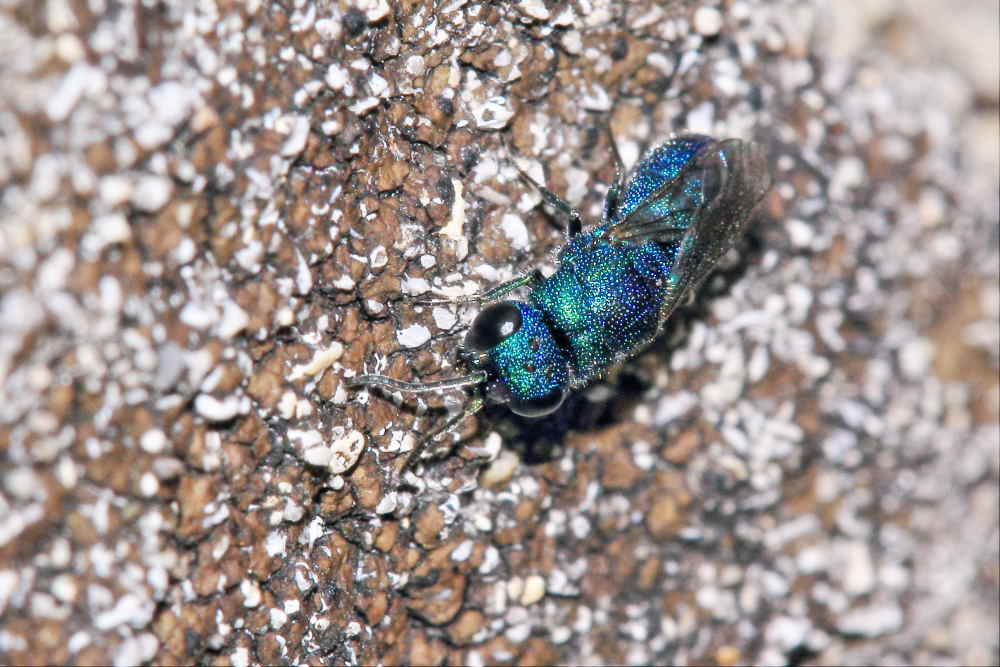 Chrysis ragusae